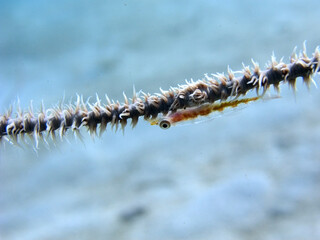 Kosrae island coral close up