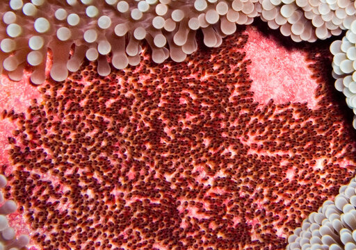 Kosrae island coral close up