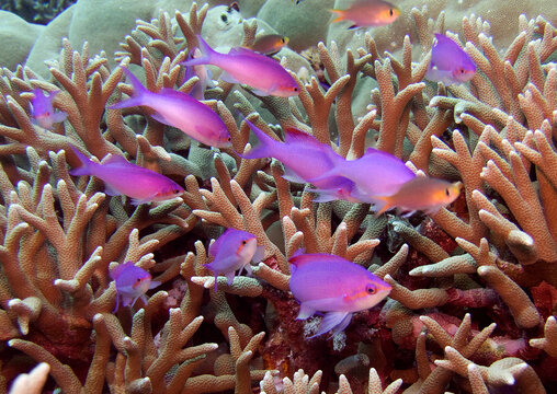 Kosrae Island Micronesia Pseudanthias tuka close-up 