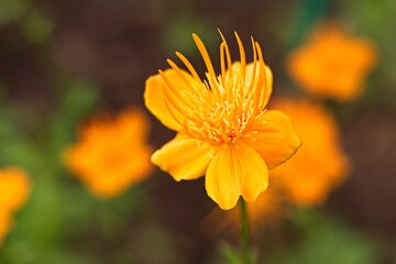  Macro shot of orange globeflower in the garden.                                              
