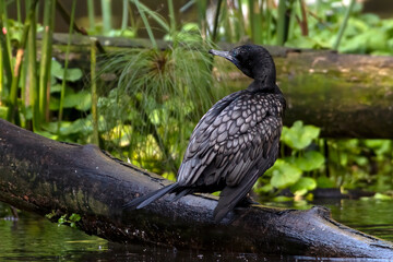 Little Black Cormorant at the tree log ,cleaning its feathers