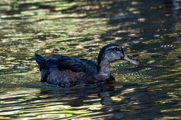 Mandarin duck swimming at the pond