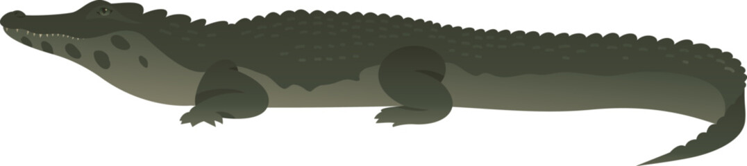Black caiman crocodile or alligator realistic vector illustration side view. Wild reptile isolated on white background. Endemic animal. Wildlife of South America.
