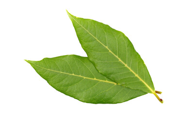 Fototapeta premium Fresh green bay leaves isolated on white, top view