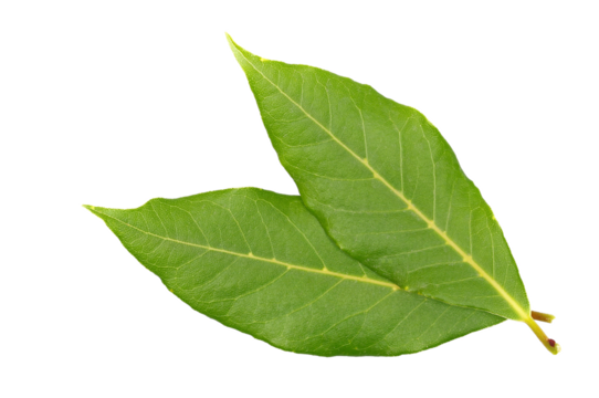 Fresh green bay leaves isolated on white, top view