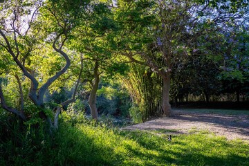 Obraz premium Parque en día soleado