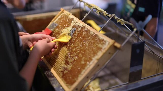 Children Use beekeeping tools to open wax cells filled with the finished product.