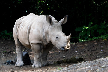 One-horned rhinoceros in their habitat