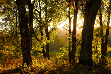 Naklejka premium sunset in the woods