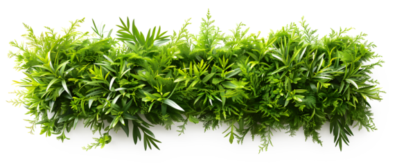 A green plant with leaves is growing in a row