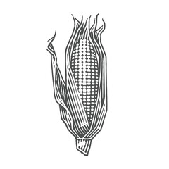 Corn. Hand drawn engraving style illustrations.	