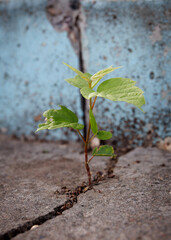 The plants grow on the cement floor with patience. Challenge in Life or Business Concept. Economic Crisis Symbol. New Green Sprout Plant Growth in Cracked Concrete