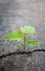 A tree sprout makes its way through a crack in concrete. Challenge in Life or Business Concept. Economic Crisis Symbol.