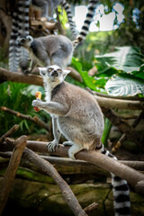 リンゴを食べるワオキツネザル