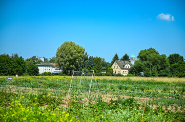 landscape with house and tree