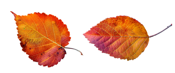 set of solitary leaf in vibrant fall colors, delicately placed. Transparent background PNG file