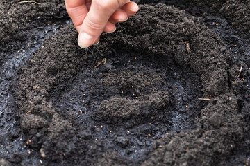 The process of planting arugula seeds close-up