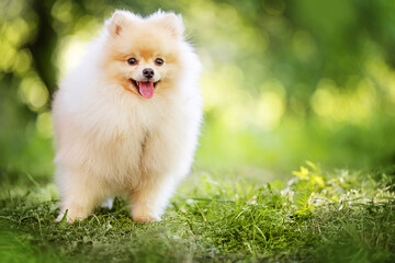 Cute pomeranian spitz dog on the green grass.