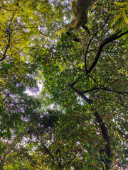 Shady Tree with Leafy Canopy Viewed from Below