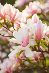Blooming Magnolia Tree in Spring Sunshine