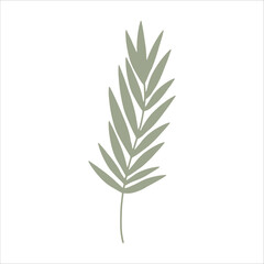 Tropical palm leaves. Hand drawn plants vector illustration