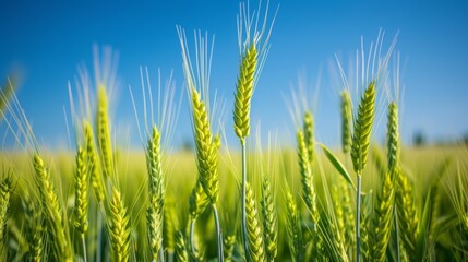 Obraz premium Field of monoculture wheat in sunny weather