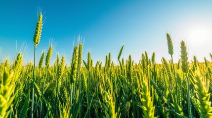 Obraz premium Field of monoculture wheat in sunny weather