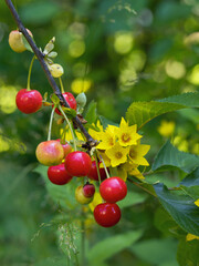 Gelbe Blüten von Punktierter Gilbweiderich mit roten Sauerkirschen am Baum