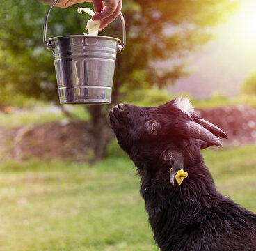 Young funny black goat and a bucket of cabbage, on a green background. Farm animal concept. Copy space for text