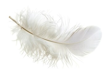 Obraz premium Feather. Single Fluffy White Object Isolated on Black Background