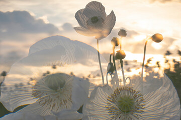 White poppies illuminated by soft sunset light