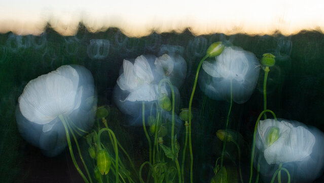 Ethereal white poppies captured in a blurry, dreamlike state