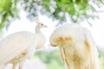 Background of animals raised on the farm White peacocks live in a proportion of the area. and has...
