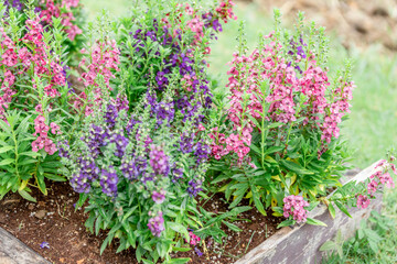 The background of the park decoration has a corner table and wooden chairs for sitting and relaxing during the day. Amidst the various flowers, the beauty of the green grass.