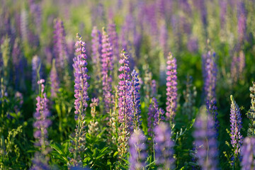 blue and purple lupines blooming in June on a sandy slope