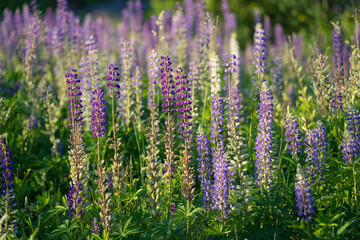 Obraz premium blue and purple lupines blooming in June on a sandy slope