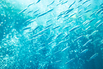 水族館の水槽を泳ぐイワシ