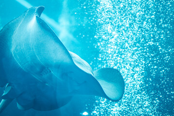 水族館の水槽を泳ぐエイ