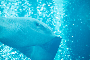 水族館の水槽を泳ぐエイ