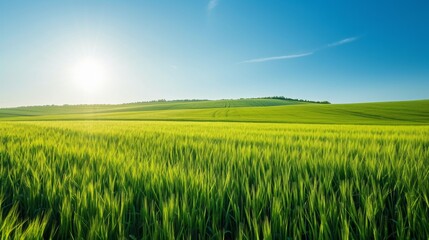 Vibrant green wheat field under a clear blue sky in spring
