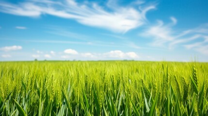 Vibrant green wheat field under a clear blue sky in spring