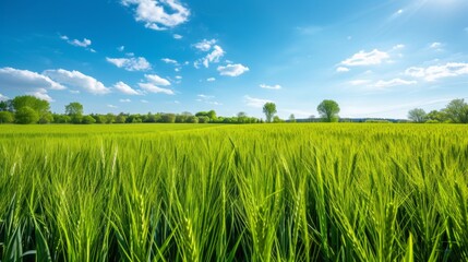 Obraz premium Vibrant green wheat field under a clear blue sky in spring