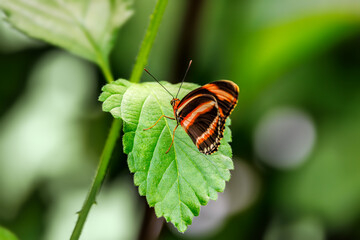 Banded orange heliconian butterfly, Dryadula phaetusa, ventral view over foliage background.Endemic to southern states of the USA and central and south America.