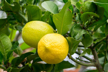 Limones madurando en un limonero