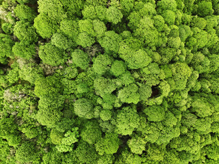 For&ecirc;t vue du ciel