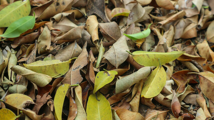 In autumn the yellow and dry leaves of poplar trees fell to the ground.