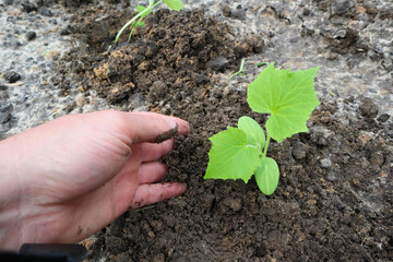 Organic vegetable garden. A man's hand with cucumber seedlings. Growing organic cucumbers in the garden.