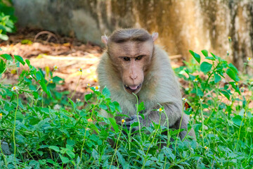 A Charming monkey sitting on the back a beautiful butterfly. Close-up, stunning portrait of a big monkey. Spotted at Vedanthangal bird sanctuary, Tamil Nadu, South India, India.