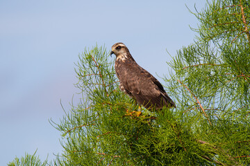 Snail Kite female perched in a cypress tree