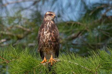 Snail Kite female perched on a cypress tree branch